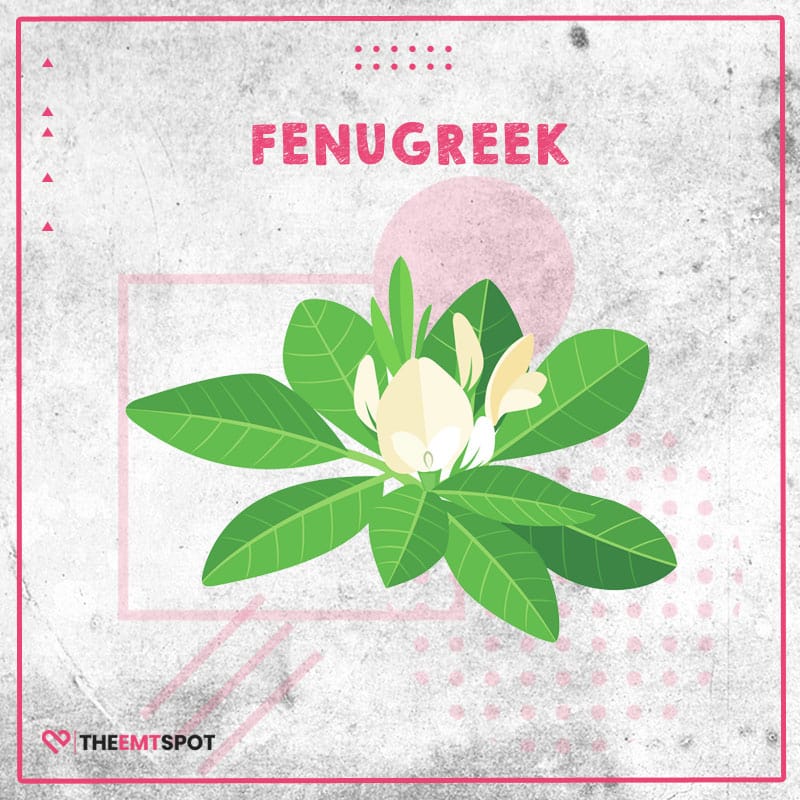 fenugreek